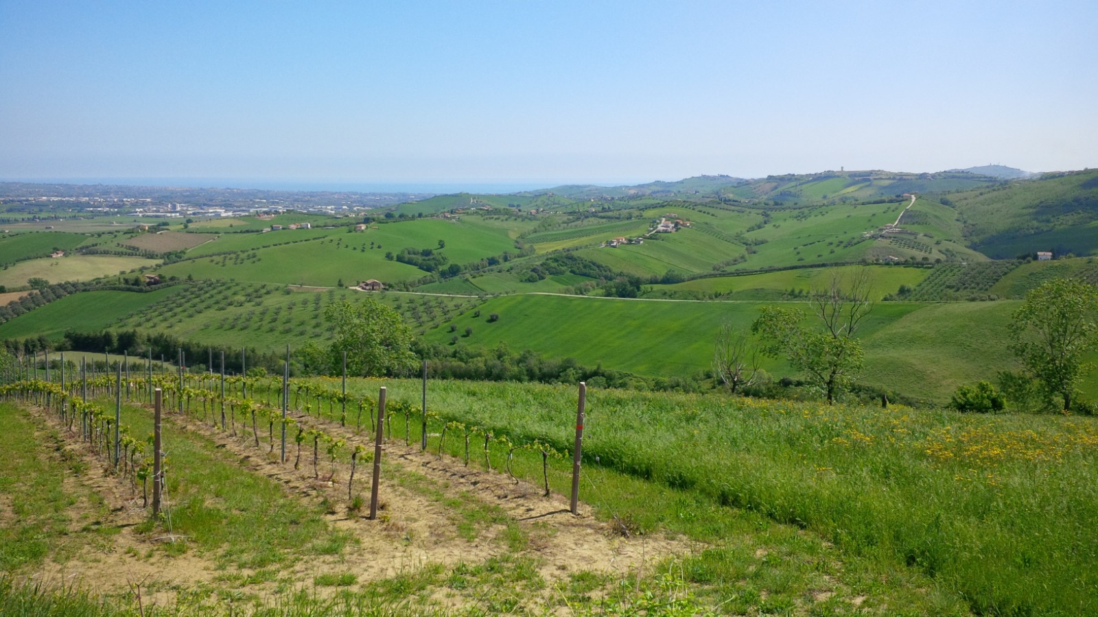 Vigneto sulle colline verso l'Adriatico, Loreto Aprutino