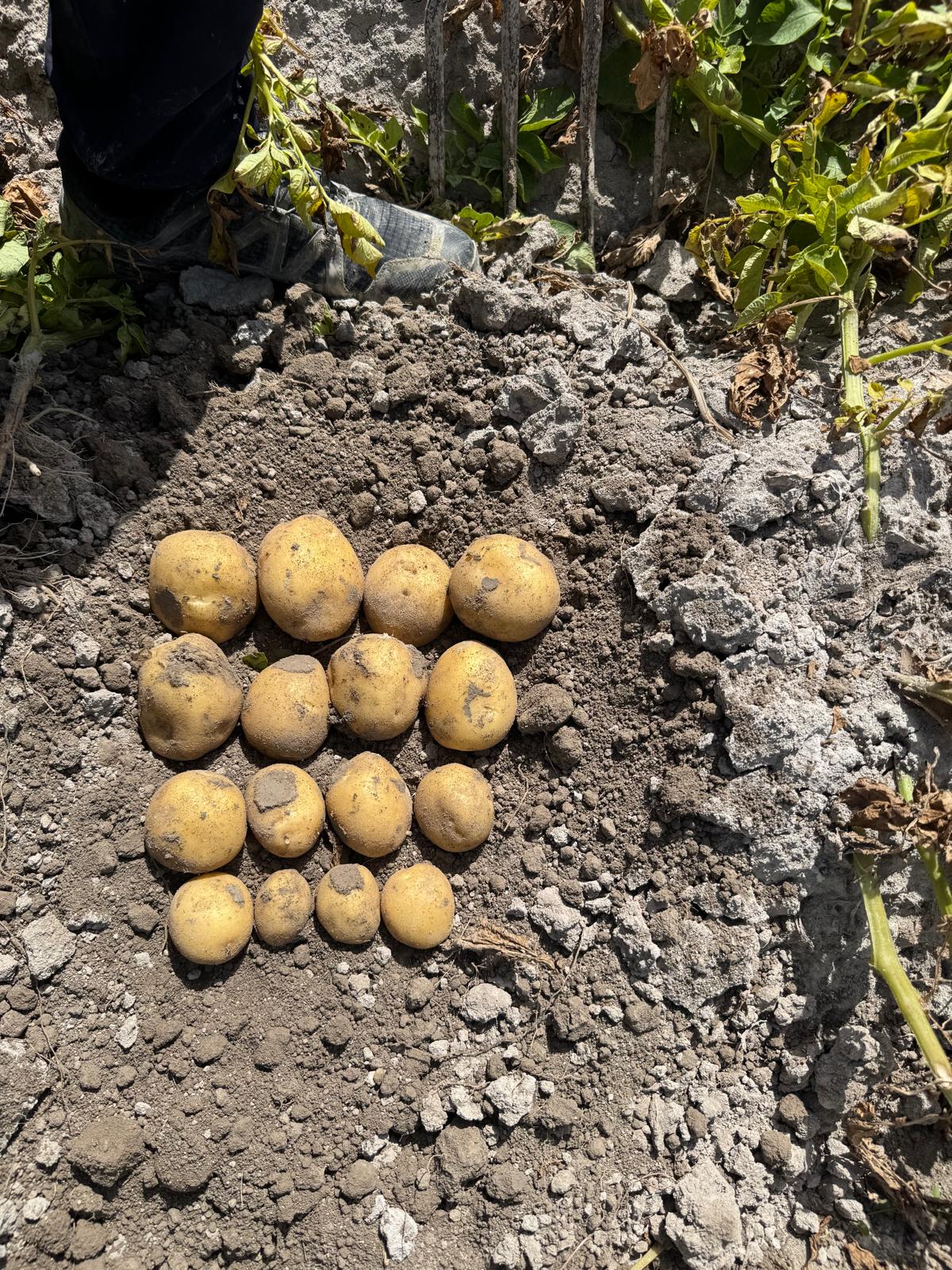 Patate del Fucino IGP appena raccolte