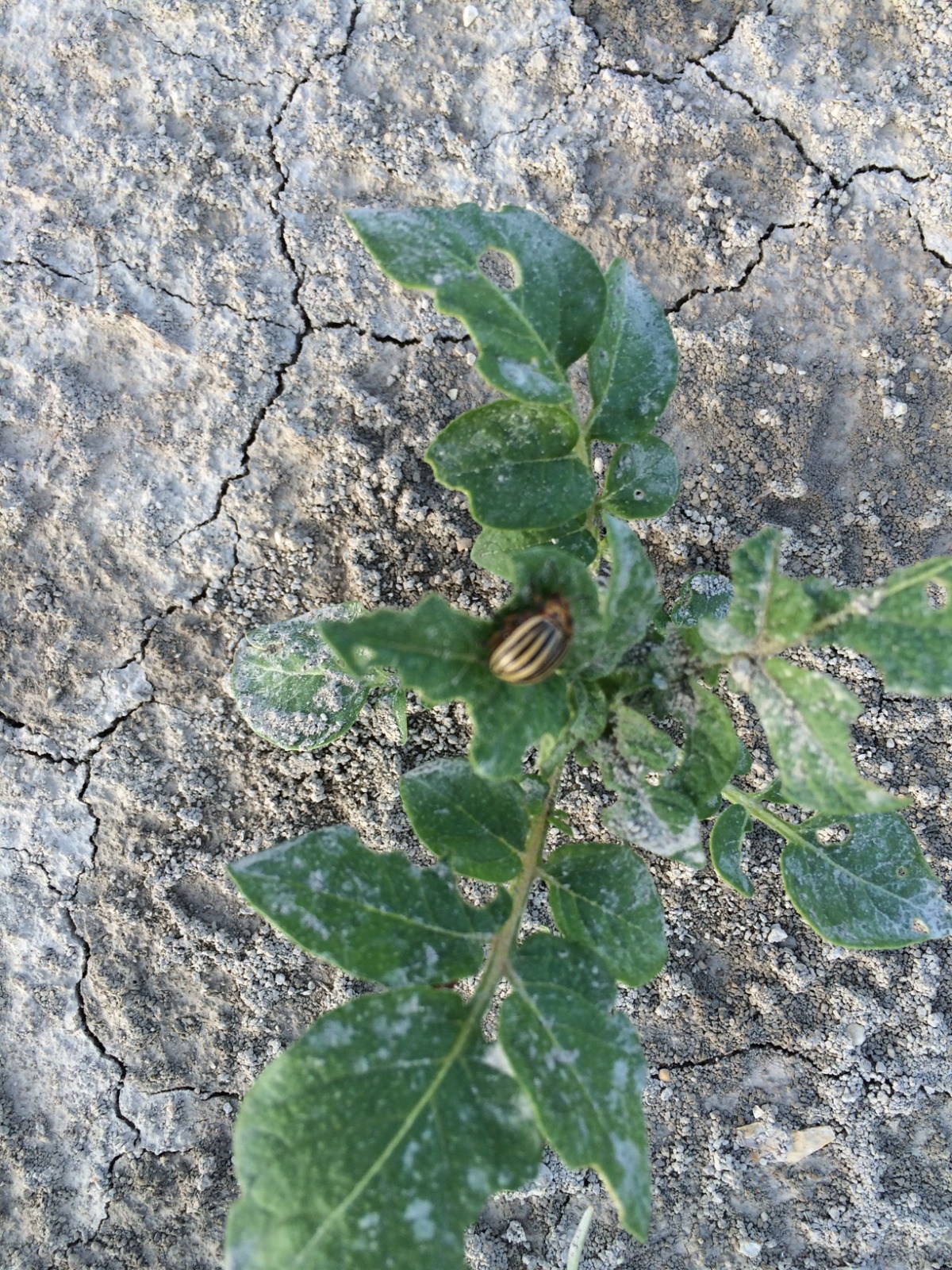Parcelle sperimentali di patata nella piana del Fucino