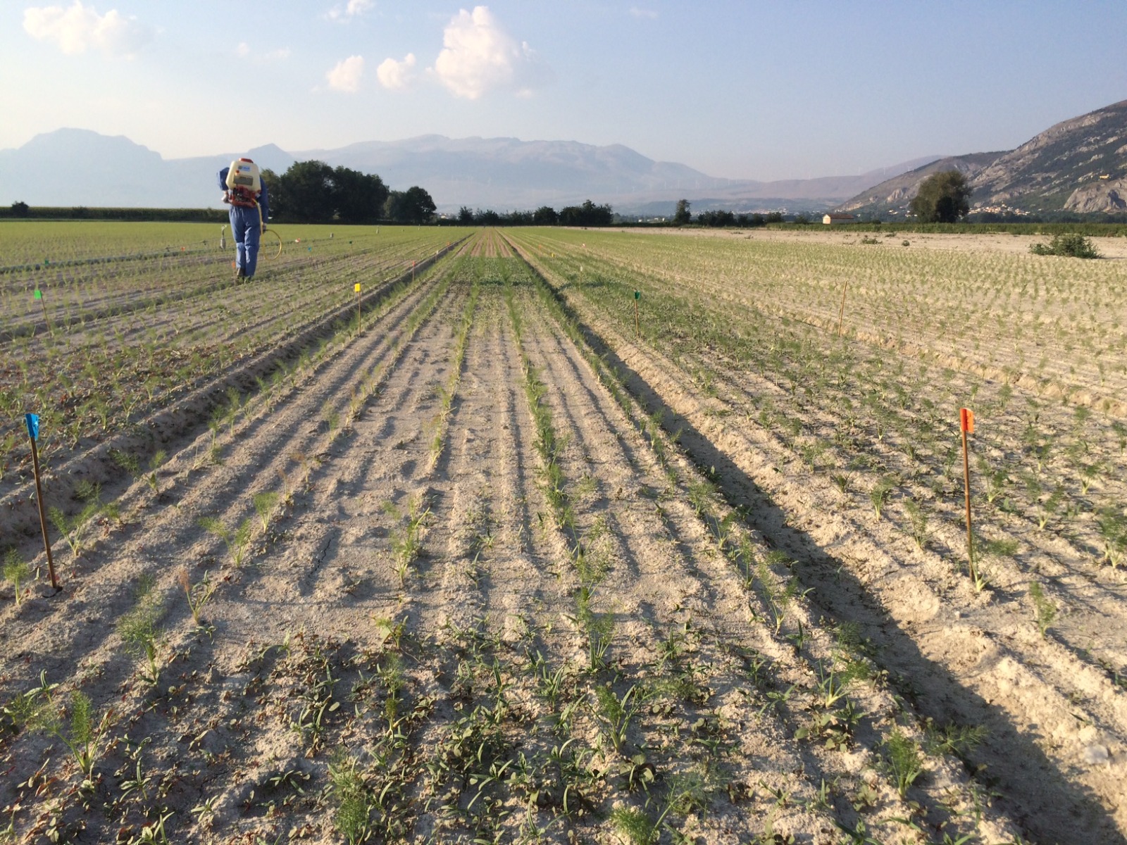 Applicazione controllata in parcelle sperimentali